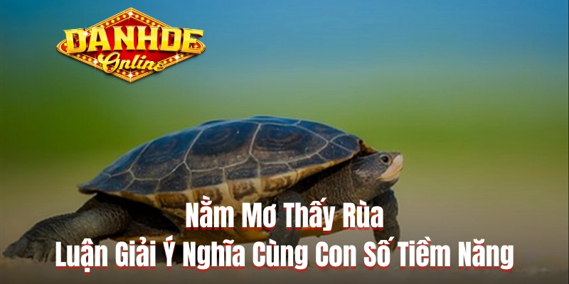 Nằm Mơ Thấy Rùa - Luận Giải Ý Nghĩa Cùng Con Số Tiềm Năng