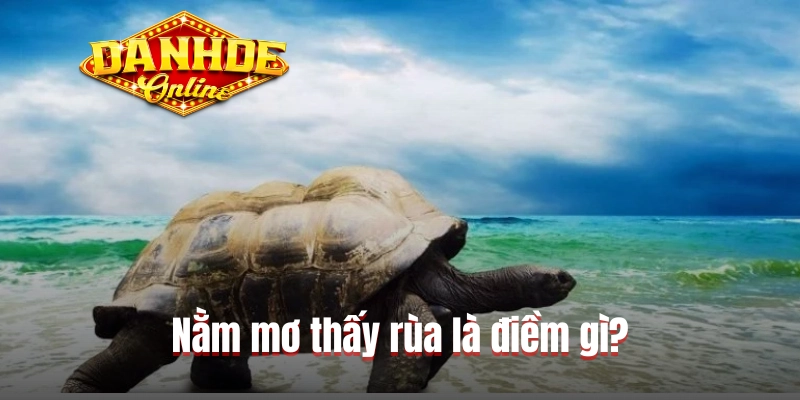 Nằm mơ thấy rùa là điềm gì?